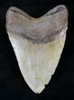 Megalodon Tooth - North Carolina #20554-2